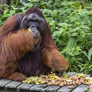 Male Bornean orangutan (Pongo pygmaeus) with full cheek pads, Semenggoh Rehabilitation Center