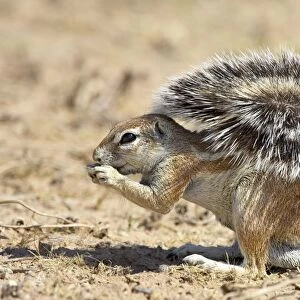 Male Cape ground squirrel (Xerus inauris), Kgalagadi Transfrontier Park