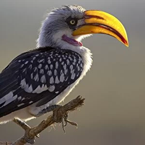 Male Eastern yellow-billed hornbill (Tockus flavirostris)
