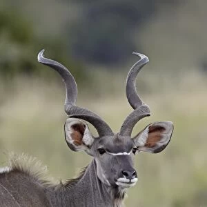 Male greater kudu (Tragelaphus strepsiceros), Mountain Zebra National Park