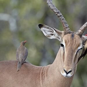 Male impala (Aepyceros melampus) with two red-billed oxpeckers (Buphagus erythrorhynchus)