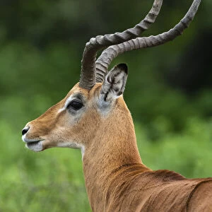 Male impala (Aepyceros melampus), Ndutu, Ngorongoro Conservation Area, Serengeti