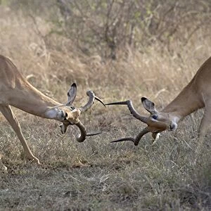 Two male impala (Aepyceros melampus) sparring, Kruger National Park, South Africa, Africa