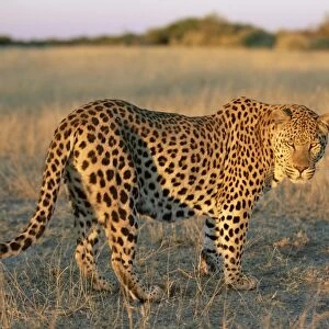 Male leopard