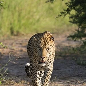 Male leopard (Panthera pardus), Phinda game reserve, KwaZulu Natal, South Africa, Africa