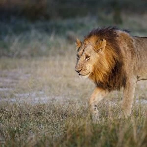 Male lion (Panthera leo), Moremi, Okavango Delta, Botswana, Africa