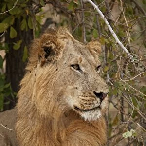Male lion (Panthera leo), Ruaha National Park, Tanzania, East Africa, Africa