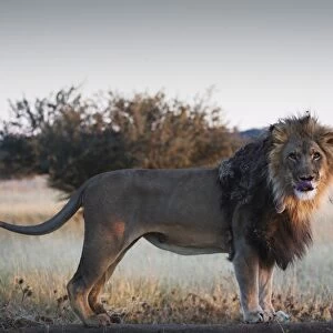Male lion (Panthera leo), showing tongue, AfriCat Foundation, Okonjima