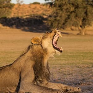 Male lion (Panthera leo) yawning, Kgalagadi Transfrontier Park, Northern Cape, South Africa