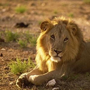 Male lion, Samburu National Reserve, Kenya, East Africa, Africa