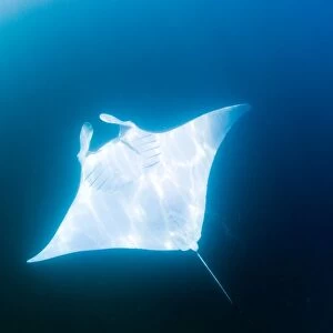 Male manta ray with almost pure white ventral surface, may be a new species, for now known as Manta alfredi, Yum Balam Marine Protected Area, Quintana Roo, Mexico, North America