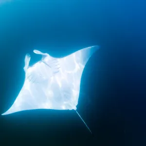 Male manta ray with almost pure white ventral surface, may be a new species, for now known as Manta alfredi, Yum Balam Marine Protected Area, Quintana Roo, Mexico, North America