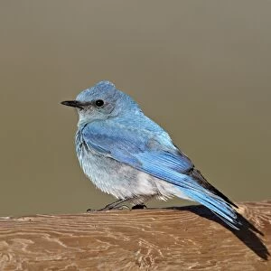 Male mountain bluebird (Sialia currucoides), Mount Evans, Arapaho-Roosevelt National Forest, Colorado, United States of America, North America