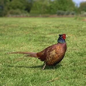 Male pheasant, United Kingdom, Europe