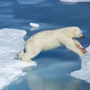 Male polar bear (Ursus maritimus) with blood on his nose and leg jumping over ice floes