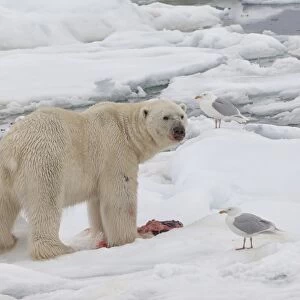 Male polar bear (Ursus maritimus) with a seal prey, Svalbard Archipelago, Barents Sea, Norway, Scandinavia, Europe