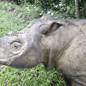 Male Sumatran rhino (Borneo rhino) (Dicerorhinus sumatrensis) in wallow, Tabin Reserve, Sabah, Borneo, Malaysia, Southeast Asia, Asia