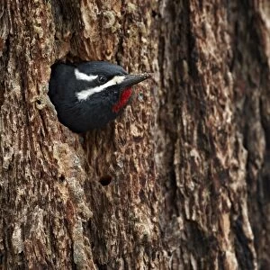 Male Williamsons sapsucker (Sphyrapicus thyroideus) poking out of its nest hole, Yellowstone National Park, Wyoming, United States of America, North America
