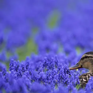 Mallard (Anas platyrhynchos)