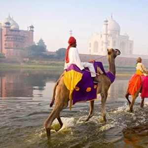 Man and boy riding camels in the Yamuna River in front of the Taj Mahal, UNESCO World Heritage Site, Agra, Uttar Pradesh, India, Asia
