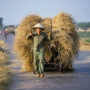 Man with freshly harvested rice on cart in the ricefields
