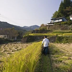 Man harvesting rice by machine in small terraced rice fields near Oita
