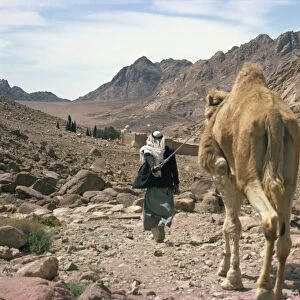 Man leading camel, near St. Catherines Monastery, Sinai, Egypt, North Africa, Africa
