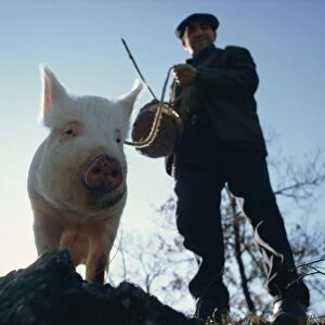 Man and his pig looking for truffles
