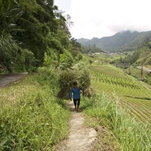 Man walking carrying heavy bundles of rice straw past fertile smallholdings full of vegetables on the slopes central Java, Indonesia, Southeast Asia, Asia