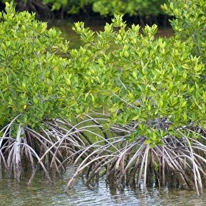 Mangrove forest in Buena Vista UNESCO Biosphere Reserve, Buena Vista Bay