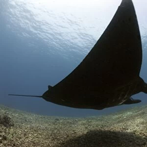 Manta ray over rubble reef, Komodo, Indonesia, Southeast Asia, Asia