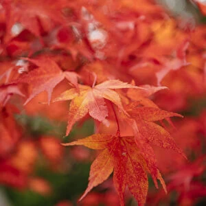 Maple leaves during Autumn, Rydal Mount, Rydal, Lake District, Cumbria, England