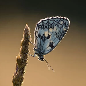 Marbled White (Melanargia galathea) butterfly, adult roosting on grass, in meadow habitat