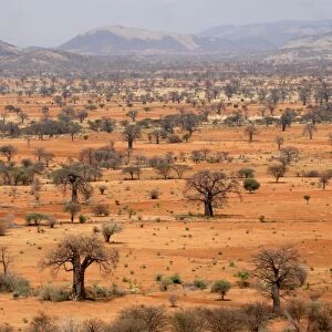 Masai steppe, near Arusha, Tanzania, East Africa, Africa