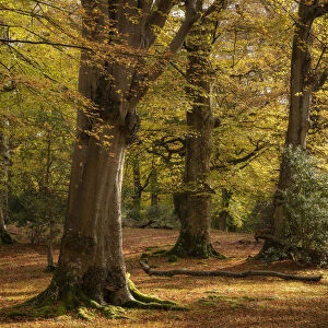 Mature beech woodland during autumn, New Forest National Park, Hampshire, England