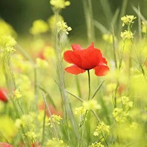 Meadow with flowers and poppies, Val d Orcia, Tuscany, Italy, Europe