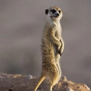 Meerkat sentinel (Suricatta suricata), Kgalagadi Transfrontier Park, Northern Cape