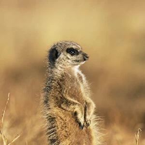 Meerkat (suricate)