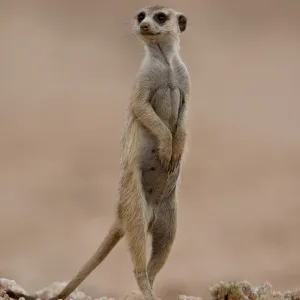 Meerkat (Suricate) (Suricata suricatta), Kgalagadi Transfrontier Park, encompassing the former Kalahari Gemsbok National Park, South