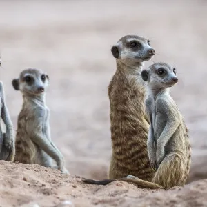 Meerkats (Suricata suricatta) at den, Kgalagadi Transfrontier Park, South Africa, Africa