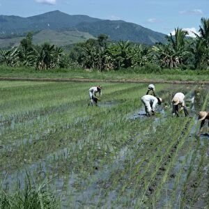Men in fields planting rice in north Luzon