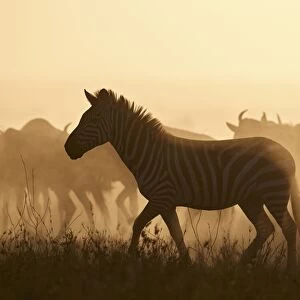 The Migration, Common Zebra (Equus burchelli) and Blue Wildebeest (Connochaetes taurinus)