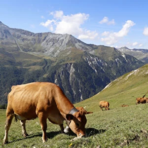 The milk used for Beaufort cheese comes from the Tarine cows that graze in the high