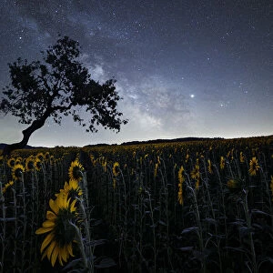 Milky Way above a sunflowers field with a bent tree silhouette, Emilia Romagna, Italy