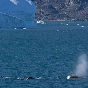 Minke whales (Balaenoptera acutorostrata), Ummannaq, Greenland, Polar Regions