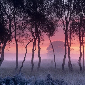 A misty cool sunrise over Strensall Common near York, North Yorkshire, UK