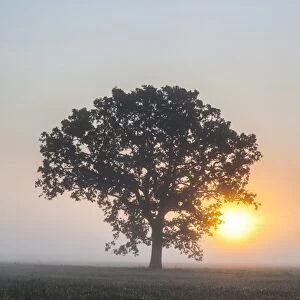 Misty tree at sunrise, Broadway, The Cotswolds, Gloucestershire, England, United Kingdom, Europe
