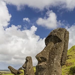 Moai sculptures in various stages of completion at Rano Raraku, the quarry site for all moai, Rapa Nui National Park, UNESCO World Heritage Site, Easter Island (Isla de Pascua), Chile, South America