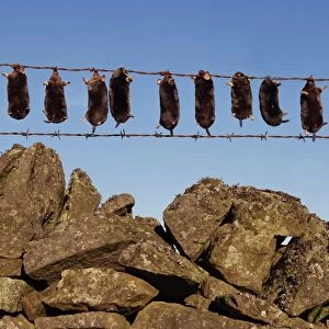 Moles strung up on wire fence, England, United Kingdom, Europe