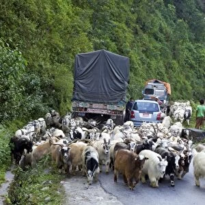 Mongolian goats travelling overland causing traffic jam on Himalayan road between Pokhara